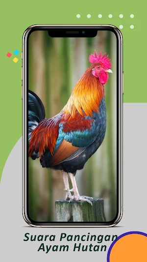 Suara Pancingan Ayam Hutan Screenshot 1