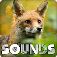 Fox Sound Ringtones