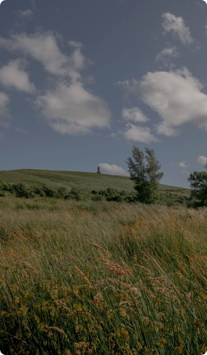 Field Wallpaper Screenshot 3