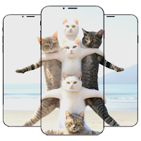 Cute Cat Wallpaper HD 4K