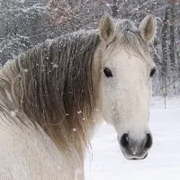 Horse Wallpapers