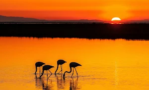 Flamingo Bird Wallpapers Screenshot 0