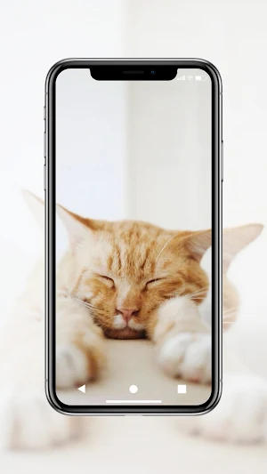Cute Cat Wallpaper HD Screenshot 1