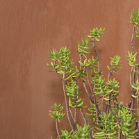 Sedum Wallpaper