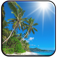 Palm Tree Wallpaper HD Beach