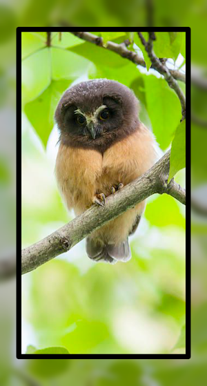 Baby Owl Wallpaper HD 4K Screenshot 1
