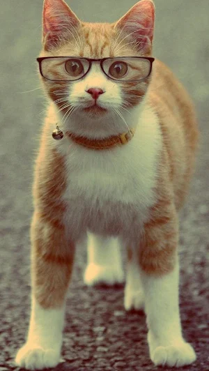 Cute Cat Wallpaper Screenshot 3