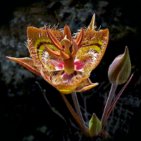 San Francisco Bay Area Wildflowers