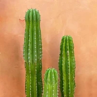 رواية صدى الذكريات