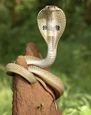 Indian Cobra Snake Wallpapers Screenshot 1