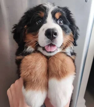 Bernese Mountain Dog Wallpaper Screenshot 2