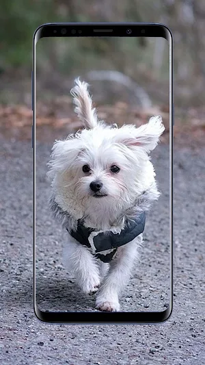 Maltese Dog Wallpapers Screenshot 0
