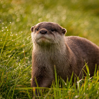 Otter UHD Wallpapers