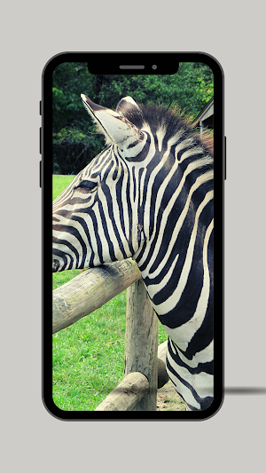 Zebra Ringtone Screenshot 2