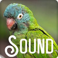 Bluecrowned Bird Soundboard