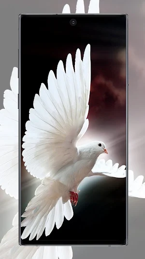 Pigeon wallpaper Screenshot 3