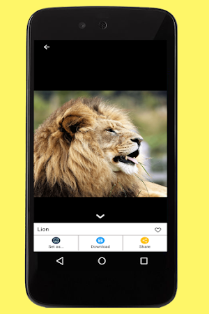 Lion Images Screenshot 3
