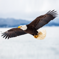 Eagle Hunting Simulator