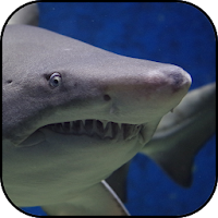 Shark wallpapers