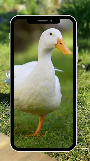 Wallpaper Cute Duck Screenshot 1