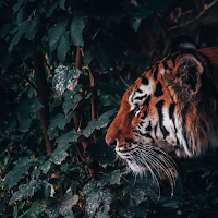 Tiger Wallpapers 4K