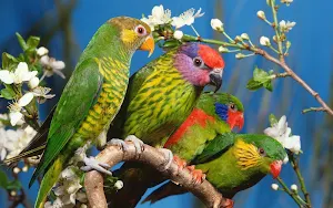 Bird Wallpapers Screenshot 0