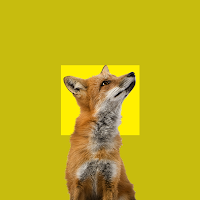 AR Mini Animalia