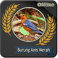 Suara Burung Anis Merah Betina