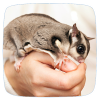 Pet Sugar Glider Care Guide