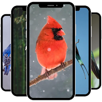 Bird Wallpaper