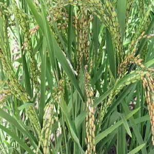 Rice Production Guidelines in East Africa Screenshot 0