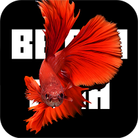 Betta Fish 3D Wallpapers