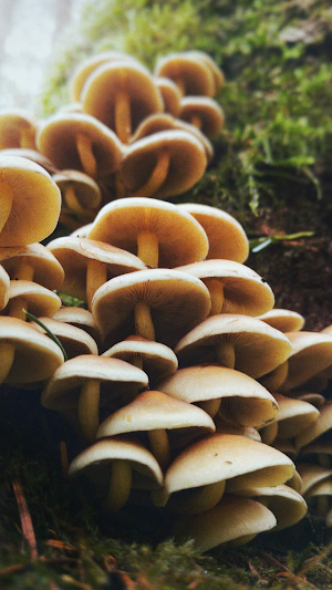 Mushroom Wallpaper Screenshot 3
