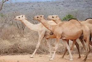 Camel wallpapers Screenshot 1