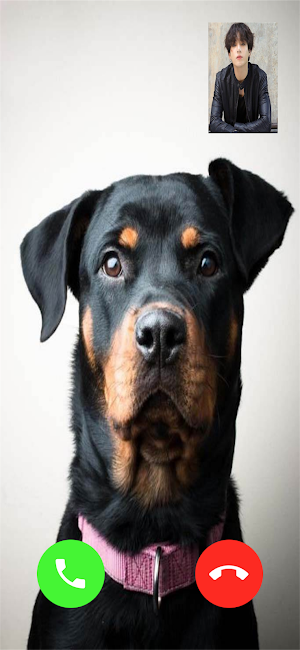 Rottweiler Dog Video Call Screenshot 0