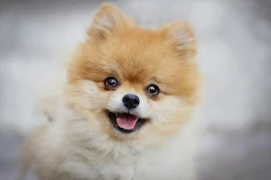 Pomeranian Dog Wallpapers Screenshot 2