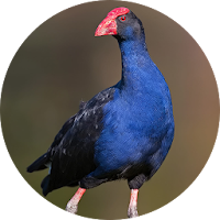 Purple Swamphen Sounds
