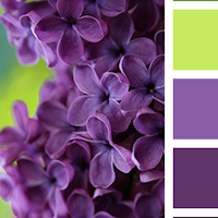 Dominant Image Color