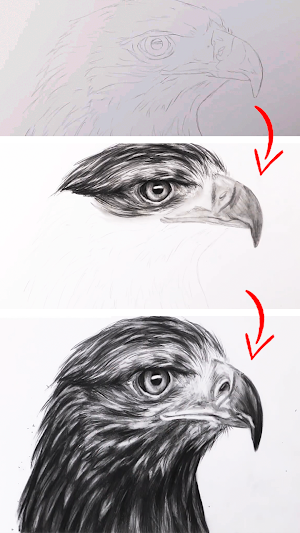How To Draw Birds Step by Step Screenshot 0