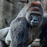 Gorilla Wallpapers
