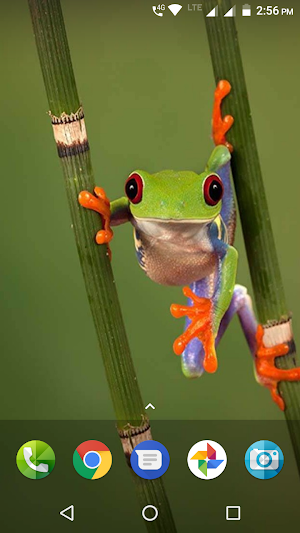 Frog Wallpaper Screenshot 2