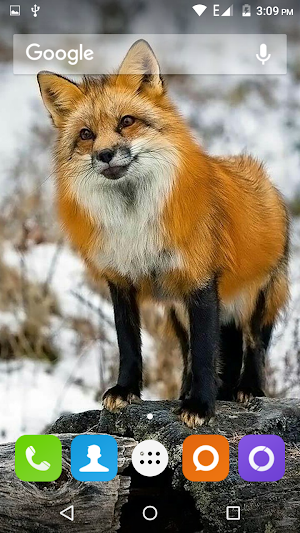 Cute Fox Wallpapers HD Screenshot 0