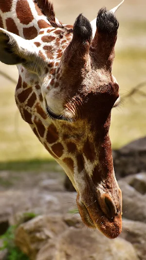 beautiful animal wallpaper Screenshot 0