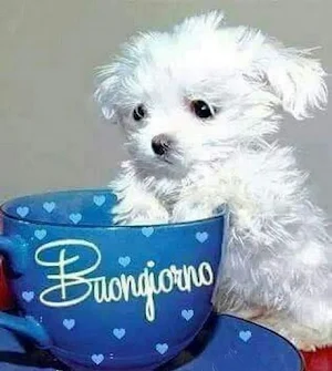 Buongiorno Immagini Screenshot 0