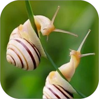 Siput Wallpaper Yi