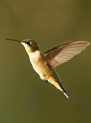 Hummingbird sounds ~ Sboard.pro Screenshot 0