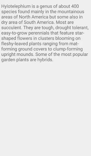 Sedum Dazzleberry Screenshot 3