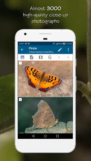 Woodhall's Butterflies RSA Screenshot 0