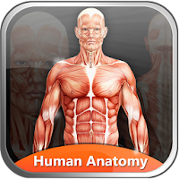 Human Anatomy Explorer