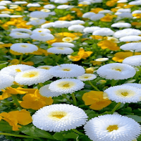 White Flowers Butterfly LWP